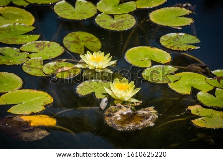 Lotus flower white water lily of many petals