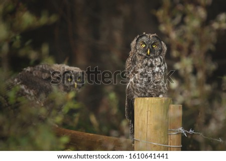 Two juvenile Great Grey Owls perched on fence posts