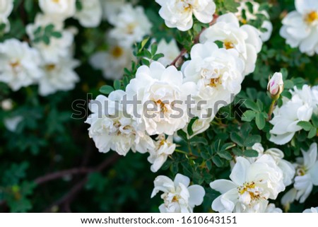 Wild rose, Rosa canina, dog rose white flowers bush close up