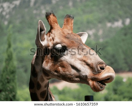 Portrait of a funny giraffe with its head turned to the left on a Sunny summer day against a green forest background.