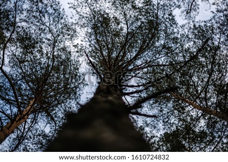 tree trunks in autumn without leaves and shallow depth of field against the sky. blur background artistic