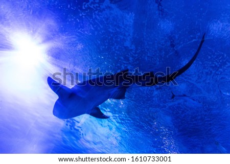 Backlit shark in the aquarium of Valencia