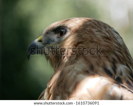 Portrait of a hawk with open yellow eyes and hooked beak on a blurred background of green foliage in the shade of trees on a Sunny summer day.