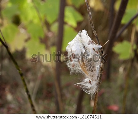 closeup of dried reed in the field