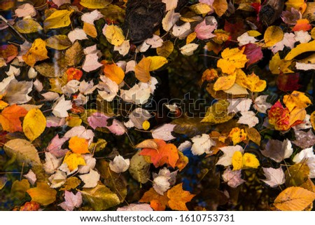 Close up of a collection of different colored leaves in fall colors on the surface of a pond in Acadia National Park, Maine, USA