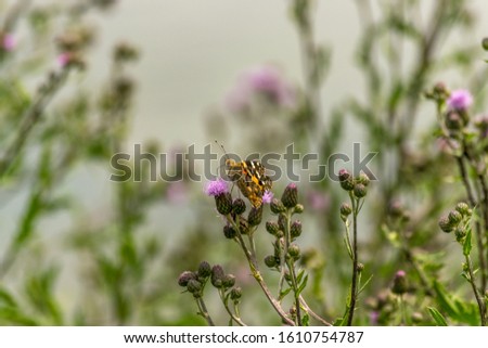 A butterfly is sitting on a thistle.