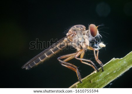 macro photography - robberfly with prey