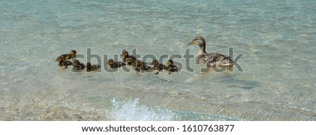 Duck with her chicks swimming in a large lake