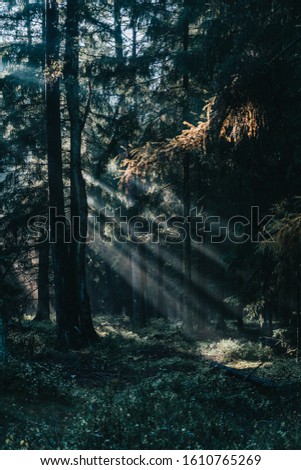 Autumn morning sunlight shines through deep forests on bushes in Luneberg Heide woodland in Germany