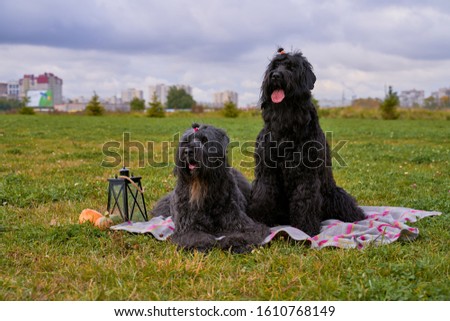 Two large massive dogs sit on grass in Park is candlestick, pumpkins. Autumn photo of walking pet on field. Horizontal picture of animal. Free space for text advertising. wears hat sticks out tongue