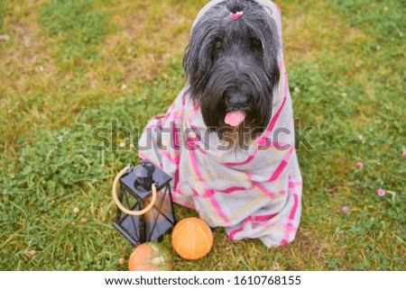 Large massive dog wrapped in plaid blanket, sitting on grass in Park, is candlestick, pumpkins. Autumn photo of walking pet on field. Horizontal picture of animal. Free space for text and advertising.