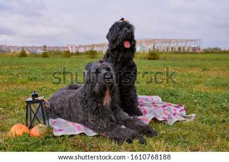 Two large massive dogs sit on grass in Park is candlestick, pumpkins. Autumn photo of walking pet on field. Horizontal picture of animal. Free space for text advertising. wears hat sticks out tongue