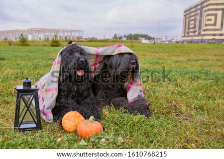 Two large massive dogs lie on grass in Park is candlestick, pumpkins. Autumn photo of walking pet on field. Horizontal picture of animal. Free space for text advertising. wears hat sticks out tongue