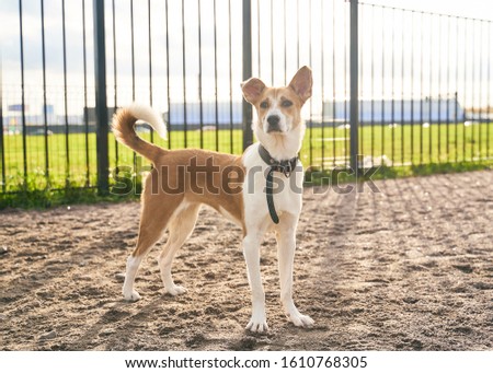 The full-length animal is standing on the sand in special area for walking dogs. Walking pet in the autumn. Horizontal shot of the dog. Red color, white collar, long slender legs.