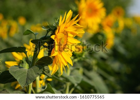 Close-up of ripened sunflower on a field background. Harvest season. Blurred background