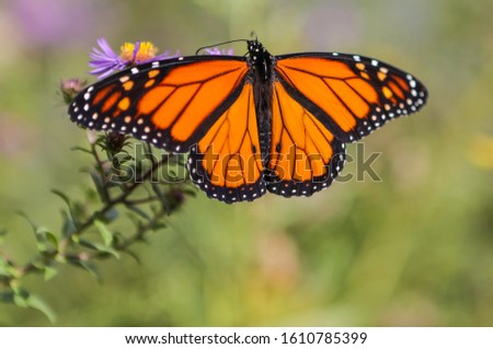 Monarch Butterfly with open wings