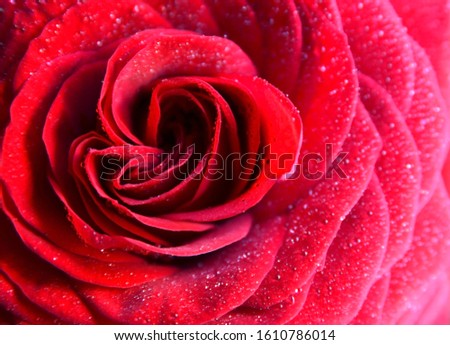 Red rose with water drops natural floral background.Bouquet for Valentine's Day concept.Copy space.Soft selective focus.