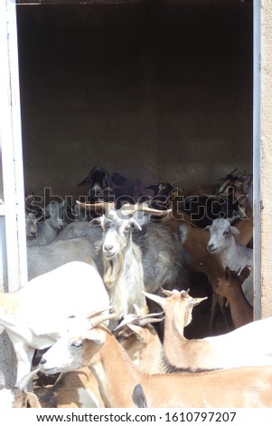 Group of goats in a rural farm in Kaolack region, senegal, Sahel zone, west Africa. White, red and brown standing animals on the brown ground. Natural picture taken in an african village. 