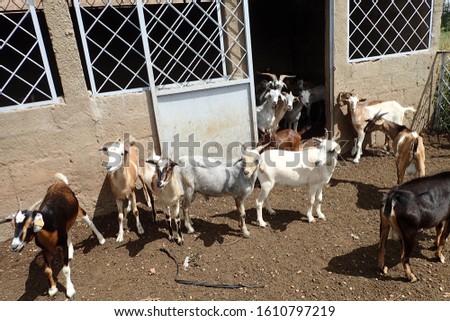 Group of goats in a rural farm in Kaolack region, senegal, Sahel zone, west Africa. White, red and brown standing animals on the brown ground. Natural picture taken in an african village. 