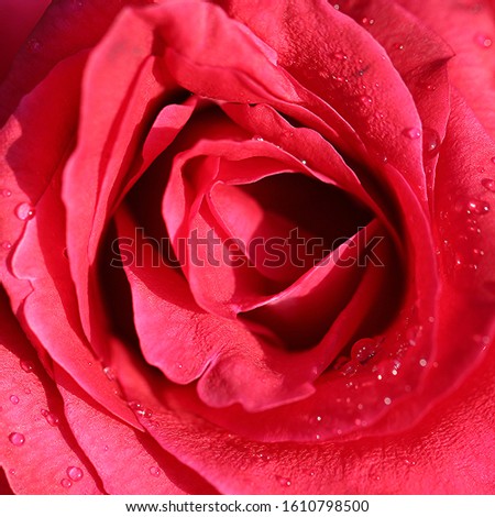 Red Rose close up image