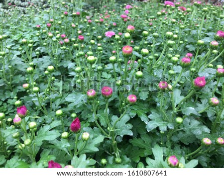 Wallpaper of different chrysanthemum flowers. Nature Autumn Floral background. Chrysanthemums blossom season. Many Chrysanthemum flowers growing in pots for tourists flora festival, Thailand.