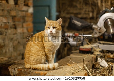 A red cat sits and basks on a brick oven. Pet Life in the Village.