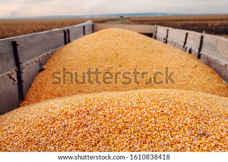 Picture of trailer full of ripe corn grains in parked on corn field in autumn. Husbandry concept.
