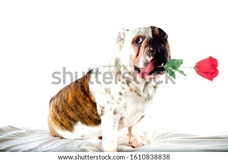 Cute Valentine English Bulldog with a rose in mouth. Valentine dogs.