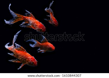 Butterfly koi fish with bubbles sticking .