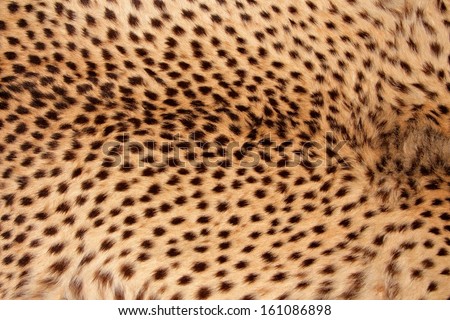 Close-up view of the skin of a cheetah (Acinonyx jubatus) 