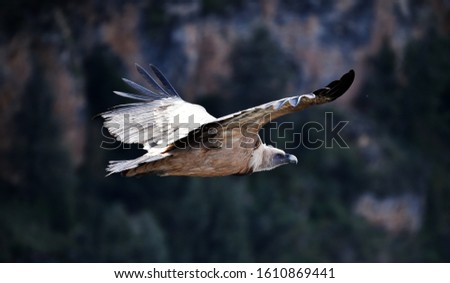 Griffon Vulture flying in a natural park