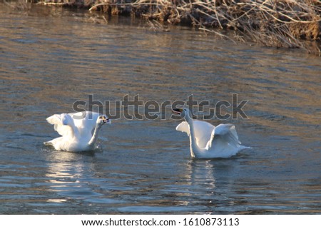 Water life of the Tundra swan