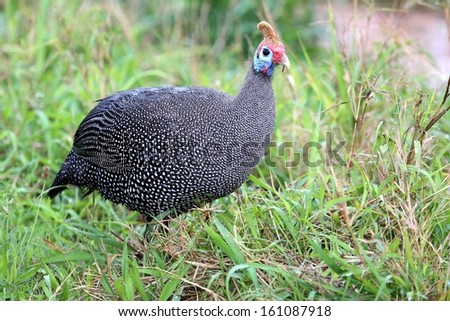 Beautiful Guinea Fowl Bird or Helmeted Guinea fowl with white spotted feathers. Royalty-Free Stock Photo #161087918