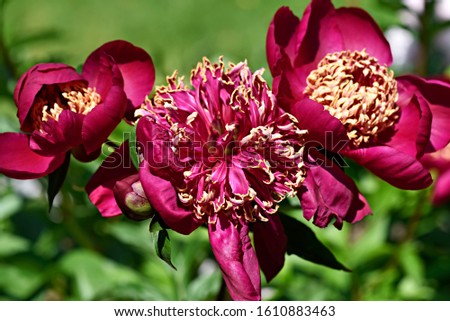 Japanese Peony "West Elkton" Dark Red.  Striking deep burgundy petals, with paler burgundy stamens tipped with gold. Beautiful flowers at sunny day.