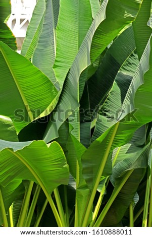 Detail of banana leaf in the garden