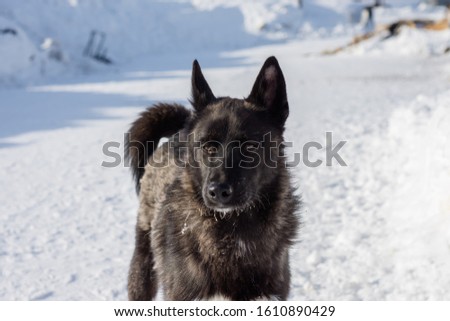 dog portrait on snow background,pet from the shelter