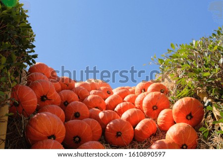 The big orange pumpkin in the garden and the sky is beautiful.