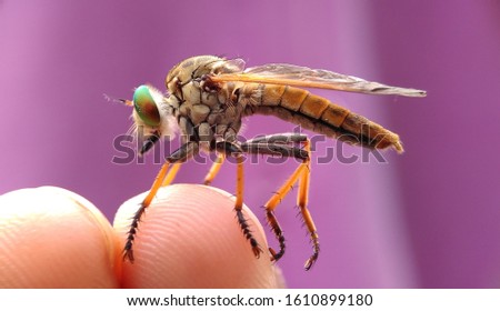 Robber fly insect on my fingers with purple blur background