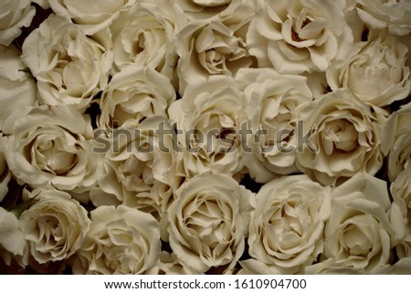A bouquet of white roses in a studio setting in natural light