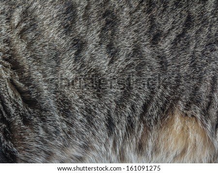 Background part of cat fur.