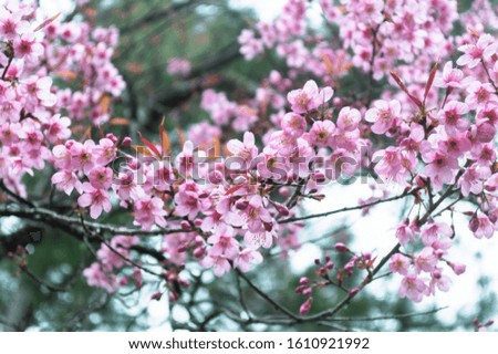 Close up Phaya Sua flower or cherry blossoms in Thailand