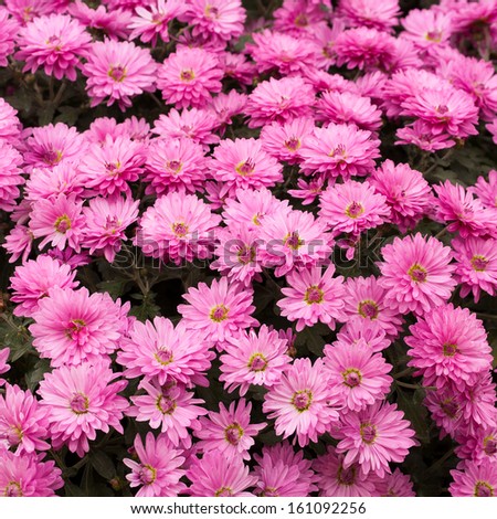 A bed of purple chrysanthemums