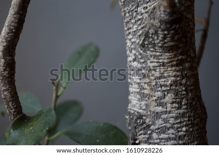 Close up Shot of tree with grey background.