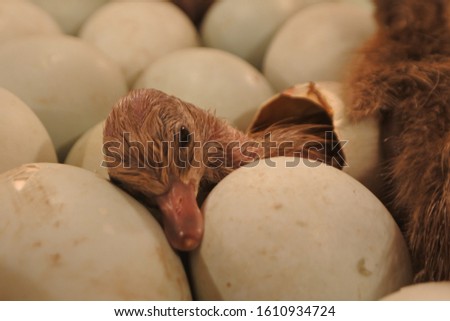 Close up of baby duck birth from the egg. 