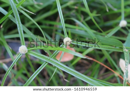 Grass flowers Is a plant that grows on the soil surface and has stems underground Sharp tapering leaves The leaves are slightly covered with hairy flowers.