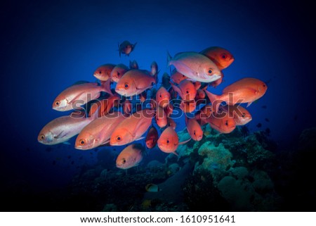 Large group of schooling red snapper above coral reef Royalty-Free Stock Photo #1610951641