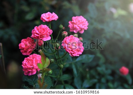 Close up pink-red bush Fairy Rose or Pygmy Rose flowers on green leaf background in garden with morning light.