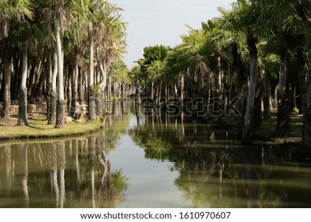 landscape photo of palm lake with sky and cloud.