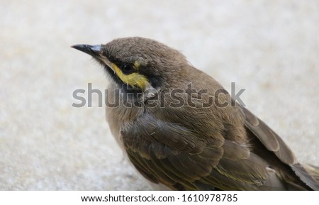 small brown wren resting on footpath 