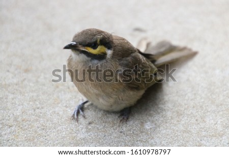 small brown wren resting on footpath 